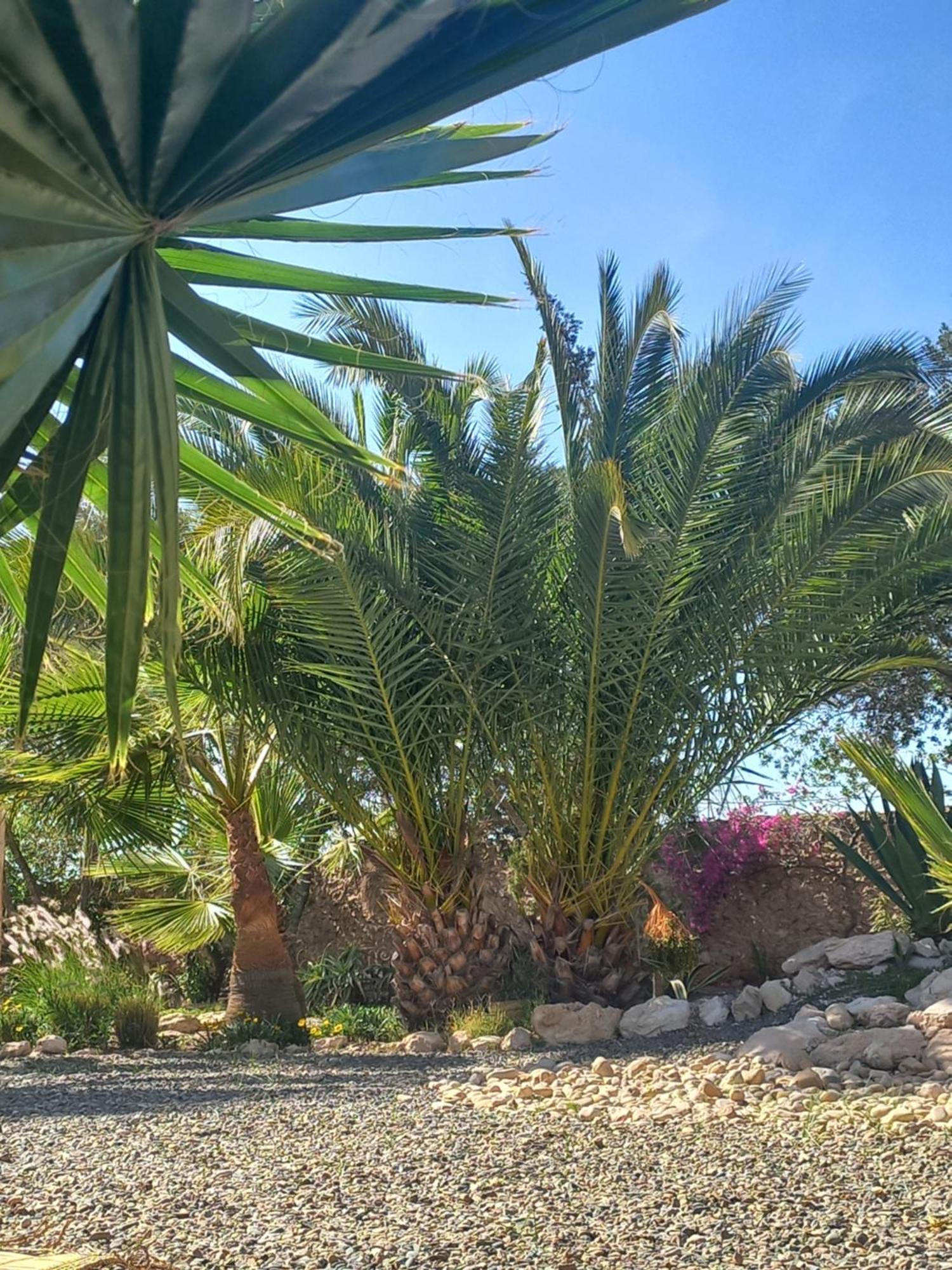 Les Jardins De Silona, Piscine Chauffee Hotel Essaouira Eksteriør billede